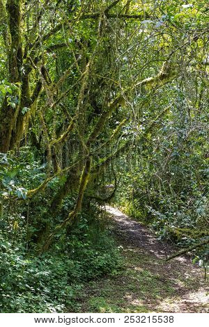 A Footpath In The Jungles Of Kenya. Kakamega Forest, Africa