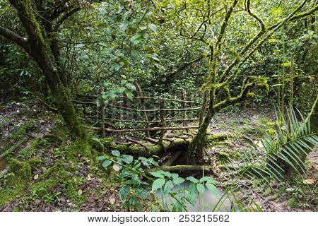 A Bridge Over A Stream In The Jungles Of Kenya. Kakamega Forest, Africa