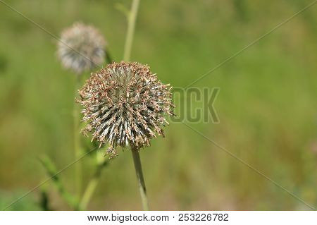 Echinops Ritro Plant