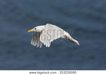 Detailed Portrait Flying Glaucous Burgomeister Gull (larus Hyperboreus), Spread Wings, Blue Backgrou