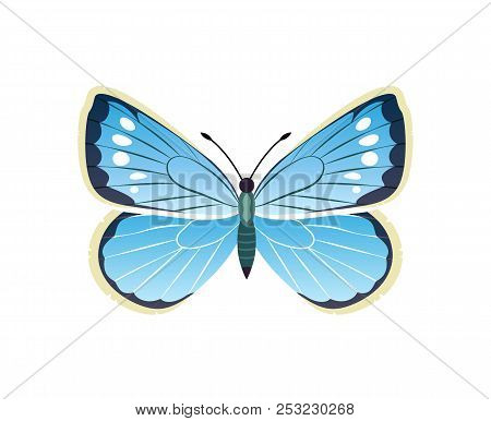Morpho Peleides Blue Butterfly With Dots, Wings With Ornaments And Antenna, Vector Illustration Isol