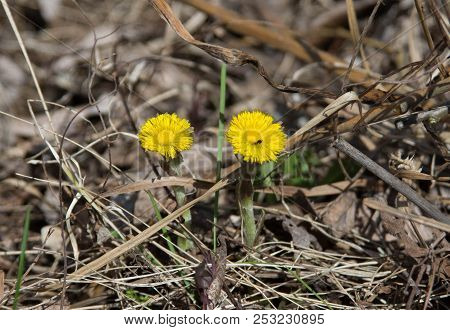 Yellow Dandelion In Forest On Early Spring Closeup
