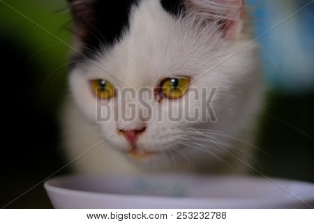 A White Cat With Medium Long Hair, Like A Persian Or Ragamuffin Breed, Licking Her Lips Elegantly Af