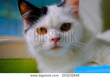 A White Cat With Medium Long Hair, Like A Persian Or Ragamuffin Breed, Licking Her Lips Elegantly Af