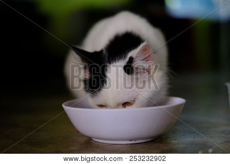 A White Cat With Medium Long Hair, Like A Persian Or Ragamuffin Breed, Licking Her Lips Elegantly Af