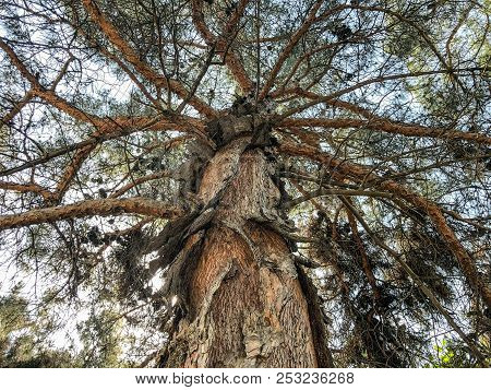 Beautiful Old Conifer Against The Sky. Close Up View Trunk Of A Pine Tree With Strobiles