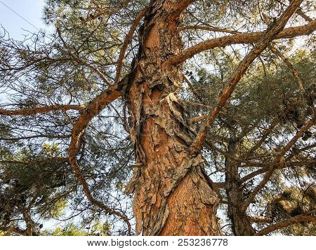 Beautiful Old Conifer Against The Sky. Close Up View Trunk Of A Pine Tree With Strobiles