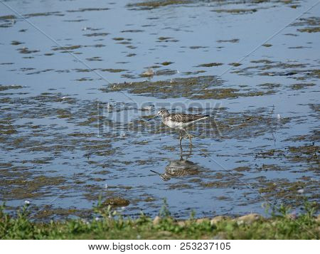 Greenshank (tringa Nebularia) As Seen During The Summer