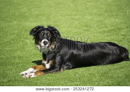 This Is An Image Of A Black Tri Aussie Laying In The Grass On A Sunny Afternoon