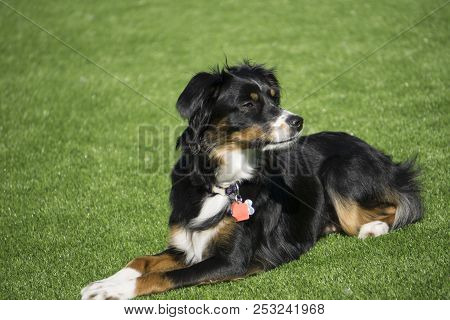 This Is An Image Of My Pup Taking A Break From Play Time Outside