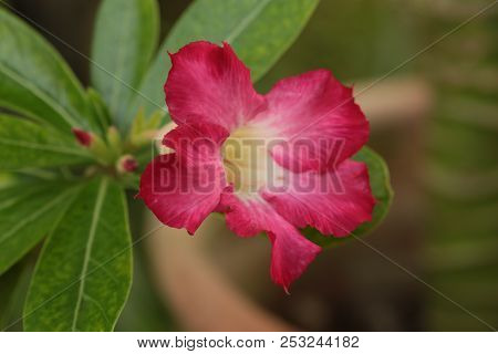 Adenium Obesum. Kamboja Jepang, Red Flower, Flowers Bloom In Adenuim Obesum. Adeniunm Obesum Flowers