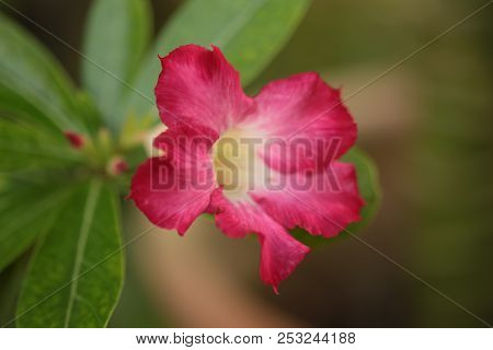 Adenium Obesum. Kamboja Jepang, Red Flower, Flowers Bloom In Adenuim Obesum. Adeniunm Obesum Flowers