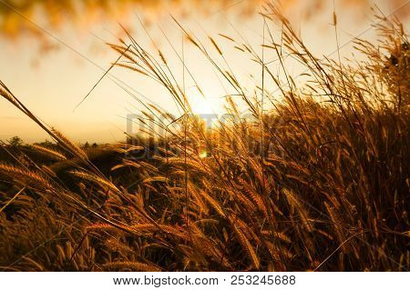 Desho Grass Pennisetum Pedicellatum At Sunset Time. Beautiful Grass Flower. Background Grass Flower 