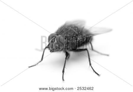 The Fly