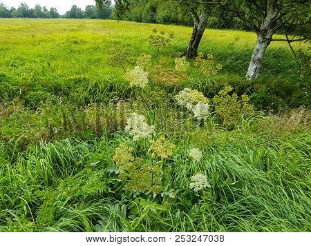 The Giant Heracleum Mantegazzianum Will Hurt You If You Touch It