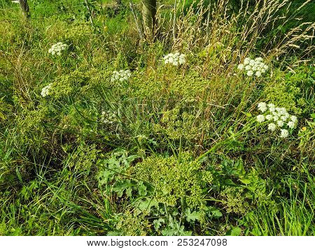 The Giant Heracleum Mantegazzianum Will Hurt You If You Touch It