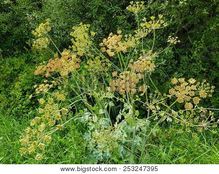 The Giant Heracleum Mantegazzianum Will Hurt You If You Touch It