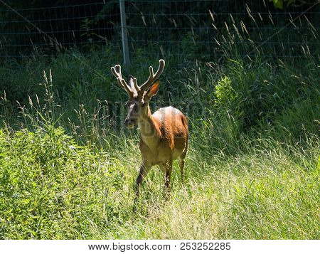 Front View Of Red Deer In A Field