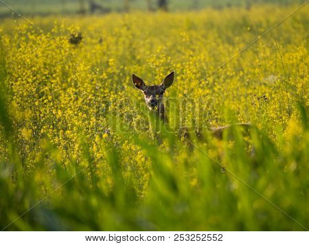 Young Female Red Deer Stares At Camera