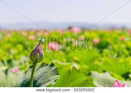 Close-up Of A Big Dragonfly On A Beautiful Flowering Pink Water Lily Flower In The Summertime In Toh