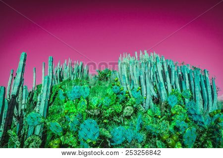 View To Euphorbia And Opuntia Cactuses In Barranco De Las Salinas Near Armenime, Adeje, Tenerife.