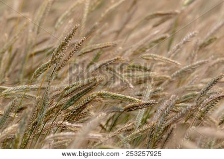 Summertime Rye Ears In Motion Blurr, Podlasie Region,poland,europe