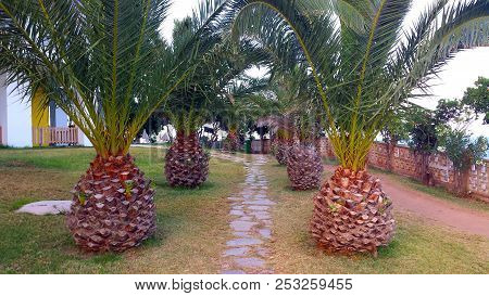 Palm Trees That Look Like Big Pineapples.