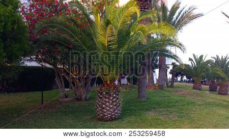 Palm Trees That Look Like Big Pineapples.