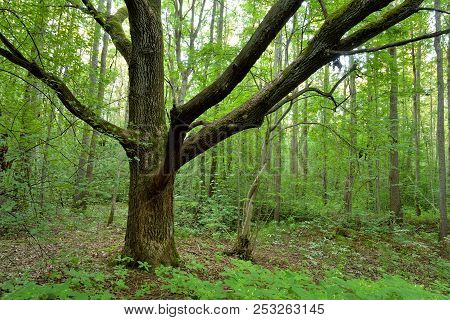 Deciduous Forest At Summer Day In The Karelian Isthmus, Russia.