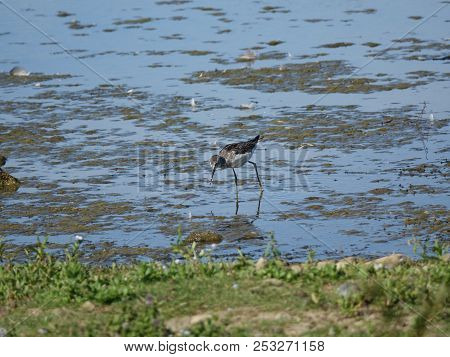 Greenshank (tringa Nebularia) As Seen During Summer