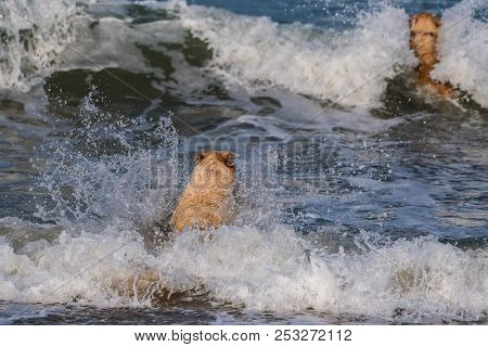 Pair Of Golden Retrievers Chasing Each Other Out Into The Breaking Waves Of The California Ocean.