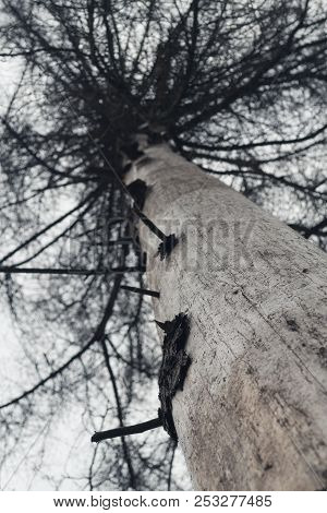 Looking Up A Dead Spruce Tree Trunk With Dry Branches