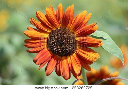Orange Sunflower In The Sun In A Garden In Nieuwerkerk Aan Den Ijssel In Netherlands.