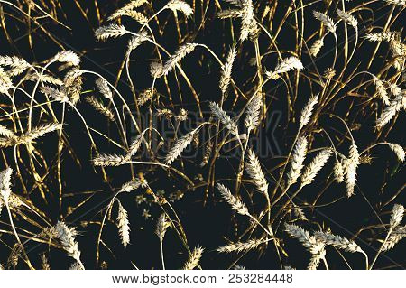 Beautiful Landscape Of Ripe Wheat, Natural Background, Wheat At Sunset, Bread