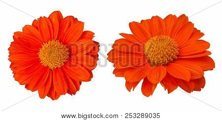 Calendula Officinalis . Common Marigold Orange Blossom. Isolated On White Background.