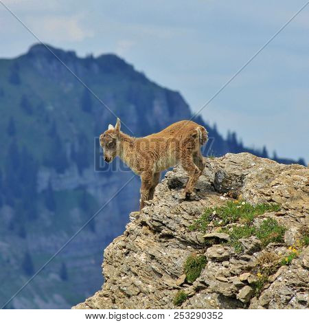 Wild Animal Living High Up In The Alps. Alpine Ibex Baby Photographed On Mount Niederhorn.