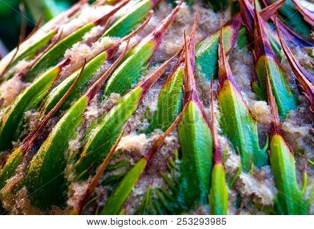Female Cone Of Cycas Siamensis Miq Plant