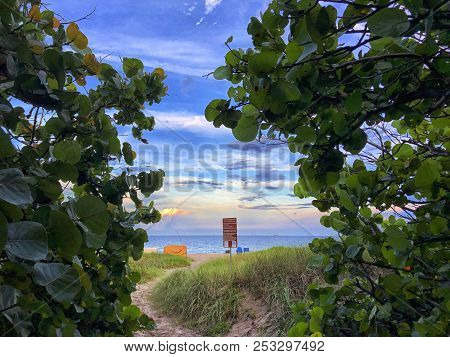Sunset And Palm Trees At The Beach Overlooking The Dunes