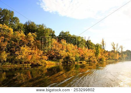 Autumn Forest Water Reflection View In The River Volga. Autumn Nature Landscape.