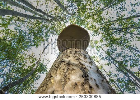 The Birch Trunk With The Chaga Growing On It Goes Vertically Upwards Against The Background Of The T