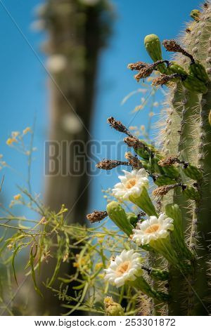 Saguaro Cactus Blossoms With White Flower And Fruit