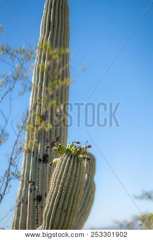 Saguaro Cactus Blossoms With White Flower And Fruit