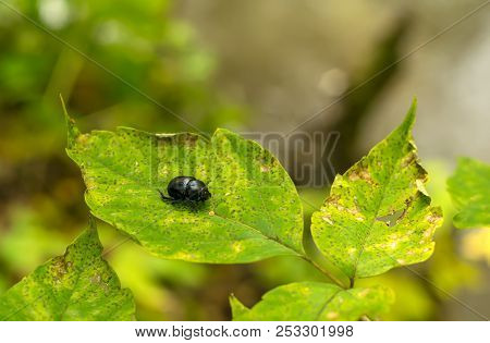 Close Up, Black Geotrupes Stercorarius Beetle Sits On Green Leaf