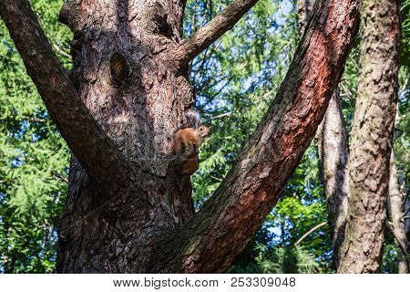 Squirrel On Branch Of Oak Tree In Summer Time
