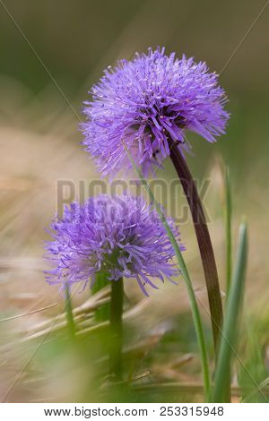 Natural Purple Blossom Leafless-stemmed Globularia (globularia Nudicaulis) Flower