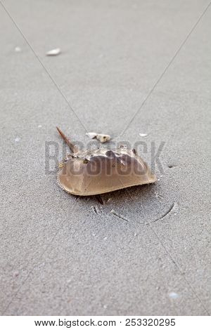 Atlantic Horseshoe Crab Limulus Polyphemus Walks Along The White Sand