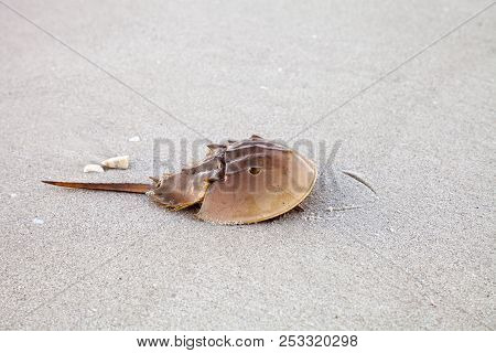 Atlantic Horseshoe Crab Limulus Polyphemus Walks Along The White Sand