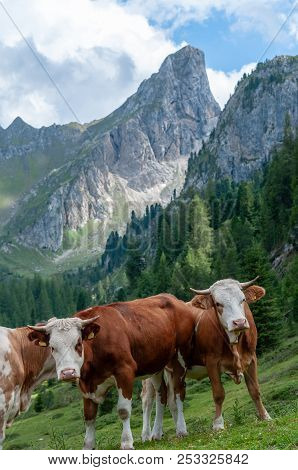 A Group Of Swiss Cows, Grazing In A Meadow In The Itialian Alps, In The Dolomites, On A Summer After