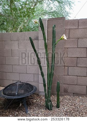 Night Blooming Cereus Cactus Is About To Close Its Flowers On Long Thornless Stalks In Arizona Deser