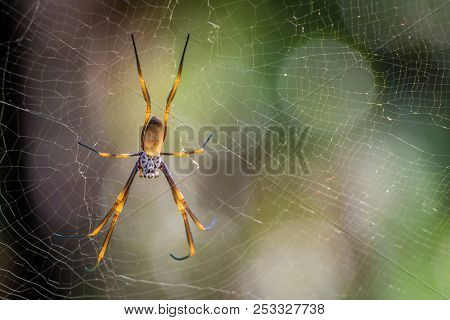 Golden Orb Weaving Spider Nephila Plumipes In Australia